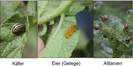 Käfer Eier (Gelege) Altlarven