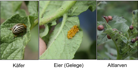 Käfer Eier (Gelege) Altlarven