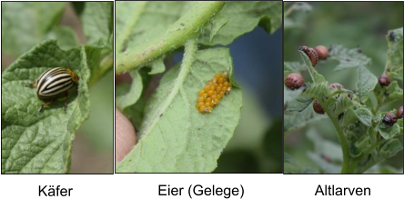 Käfer Eier (Gelege) Altlarven