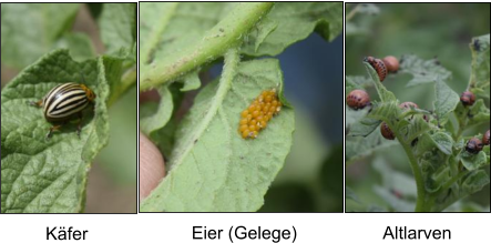 Käfer Eier (Gelege) Altlarven