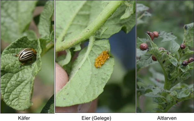 Käfer Eier (Gelege) Altlarven