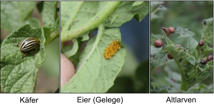 Käfer Eier (Gelege) Altlarven