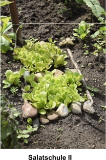 Salatschule II